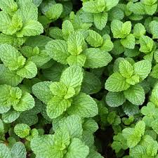 However, to me, peppermint seems like an odd flavor for savory dishes. Peppermint Mint Herb Clovers Garden