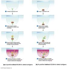 Fluorescent Antibody Techniques And Elisa Medical Laboratory Immunology Life Science