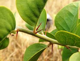 Image result for Capparaceae