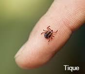 Il faut savoir que ce sont uniquement les femelles moustiques qui piquent les humains. Piqures D Insectes Chez L Enfant Prevenir Et Traiter