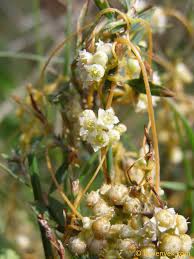 Image result for Cuscuta australis