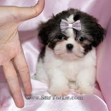 Black And White Shih Tzu Dachshund Mix Cute Puppy Dogs Black And White Shih Tzu Puppies Shih Tzu Puppy Shih Tzu Dog Shih Tzu