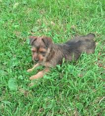 The current median price for all australian terriers sold is $480.00. Australian Terrier Puppies For Sale For Sale In Washington Washington Classified Americanlisted Com