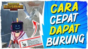 Desain dan gambar kerja untuk perumahan saja tidak cukup. Cara Mendapatkan Burung Elang Di Pubg Mxbids Com