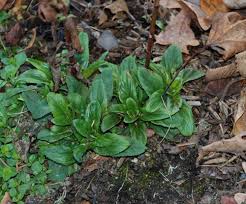 Image result for Epilobium salignum