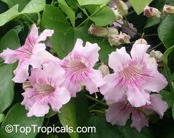 Image result for Podranea