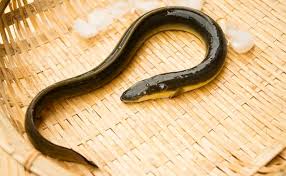 11月1日 土用丑の日 二の丑 11月3日 文化の日 11月6日 土用丑の日 明け 11月15日 七五三 11月23日 勤労感謝の日 12月 Huswcyz Cqgszm