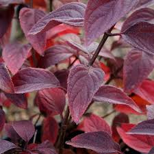 Plant profile of hydrangea paniculata 'pink diamond' on gardenersworld.com. Hydrangea Paniculata Diamond Rouge Pbr Warners Nurseries