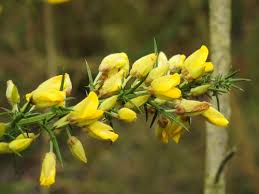 Image result for Ulex