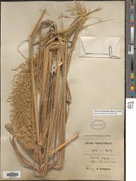 Image result for Megaloprotachne