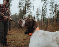 These yellow puppies are absolutely gorgeous and were bred to have it all! How To Read A Bird Dog S Body Language In Training Project Upland
