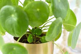 What you need to do is to put the baby in water and leave it there for at least 2 weeks. How To Propagate Pilea Delineate Your Dwelling