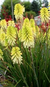 Image result for Kniphofia