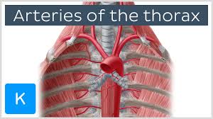 Thorax,lungs,heart anatomy and physiology diagrams free download. Thorax Anatomy Wall Cavity Organs Neurovasculature Kenhub