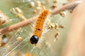 Les poils de cette chenille sont extrêmement venimeux pour votre animal et provoquent inflammations, brûlures, oedèmes. Processionnaire Du Pin In Entomonews Scoop It