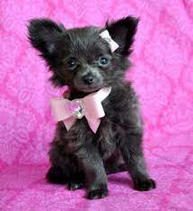 This is because chihuahuas are prone to many. Long Haired Blue Chihuahua Teacup Chihuahua Chihuahua Love Blue Chihuahua