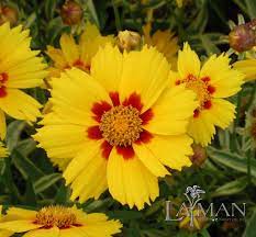 Pin On Gardening And Gardening Projects