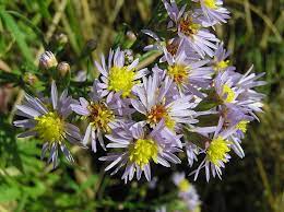 File Tripolium Pannonicum Flowers Jpg