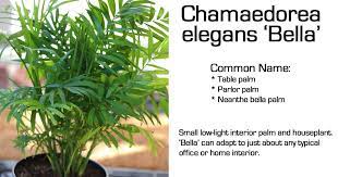 Neanthe Bella Palm Care Growing Chamaedorea Elegans Parlor Palm Palm Plant Care Parlor Palm Houseplants Safe For Cats