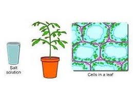 In plants, osmosis aids the absorption of water from the soil and. Plants And Osmosis Youtube