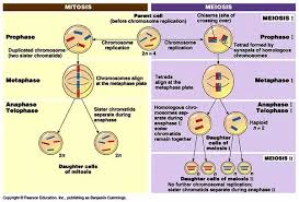 What Are The Differences Similarities Between Meiosis And
