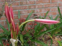 Image result for Crinum harmsii
