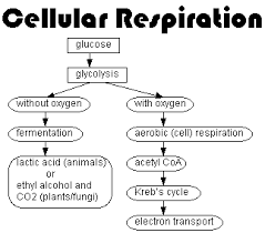 cellular respiration study guides biology classroom