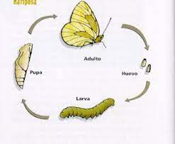 La Metamorfosis La Metamorfosis Grado Tercero