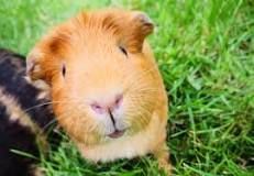 Quel animal de compagnie est le plus adapté à mon mode de vie ...