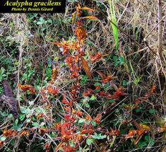 Image result for Acalypha segetalis