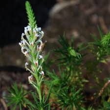 Image result for Hebenstretia