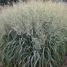 Image result for Panicum funaense