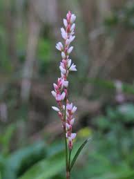 Image result for Persicaria decipiens