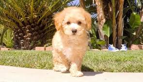 We did not find results for: 10 Things You Didn T Know About The Cavapoo