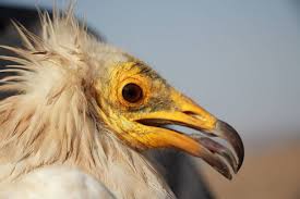 It is widely distributed from the iberian peninsula and north africa to india. Following The Migratory Egyptian Vulture From Bulgaria To Ethiopia For Egyptian Vulture New Life S Africa 2019 Workshop Vulture Conservation Foundation