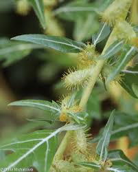 Image result for Xanthium spinosum