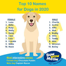 You decided to add a new pup as a family member then first thing you need to choose good and perfect name for your little champ. Dog Names Bow Wow Meow Pet Insurance