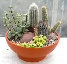 If you don't have sufficient light coming avoid temperature extremes. Cactus Garden Indoor Plants In Lexington Ky Michler S Florist