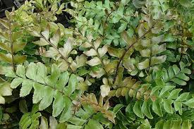 Image result for Didymochlaena truncatula