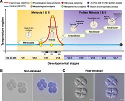 Male Sterility In Maize After Transient Heat Stress During