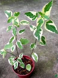 Image result for Asystasia