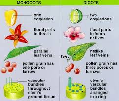 Entry 5 Plant Science Biology Plants Teaching Biology