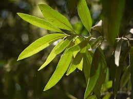 Image result for Elaeodendron