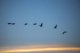 Birds That Start With Blue Birds Of A Feather In 2020 Nature Photography Sunset Rose Bird Watching