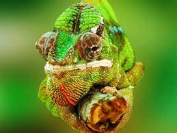 See full list on wikihow.com A Guide To Caring For Pet Chameleons
