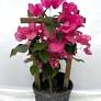 bougainvillea from www.amazon.com