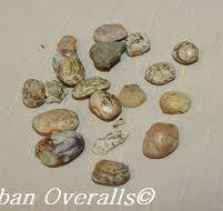 Cautionary Tale: Sort Through Dried Beans! • Urban Overalls