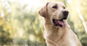 Labrador retriever, akc registered labs, mans best friend, white lab puppies, white labrador. Labrador Retriever Dog Breed Facts Temperament And Care Info
