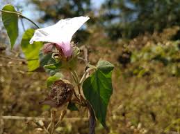Image result for Ipomoea involucrata