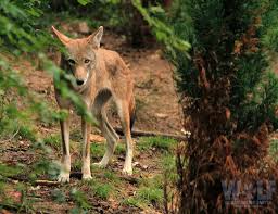 One howling for his mother. Red Wolf Wolf Conservation Center